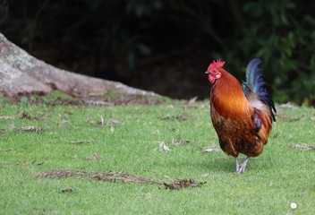 a bantam rooster on the park