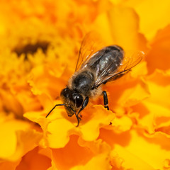 Honey Bee on yellow flower