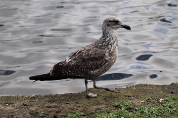 seagull walking on the bank of the lake