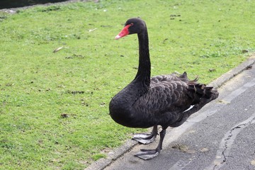 Obraz premium black swan on grass walking