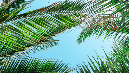 Fototapeta na wymiar Palm leaves on blue sky background