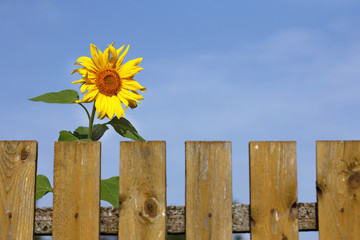 sunflower flower peeks out from behind a fence. sunny morning in the village