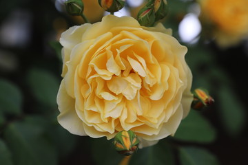 グラハムトーマス　濃い黄色のバラ