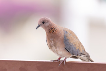 Dove Araabian sitting on a ence and looking in the camera attentively.