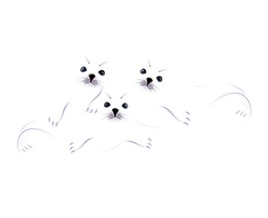 Cute newborn Harp seal 