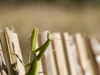 (Mantis religiosa) Gros plan sur une t&ecirc;te aux longues antennes d'une mante religieuse