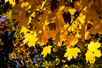 Yellow autumn maple leaves shot against bright sunlight