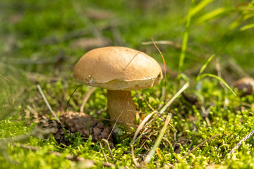 Bitter bolete (Tylopilus felleus) in a grass, Czech Republic, Europe