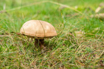 Bitter bolete (Tylopilus felleus) in a grass, Czech Republic, Europe
