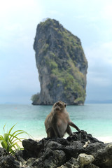 Monkey sitting at the beach at Poda Island, Krabi.
