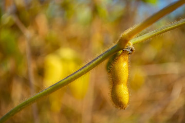 soybean pod filled with beans in a field against the sky