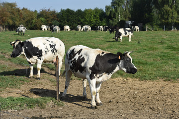Naklejka na ściany i meble agriculture vache betail bovin viande lait environnement bio