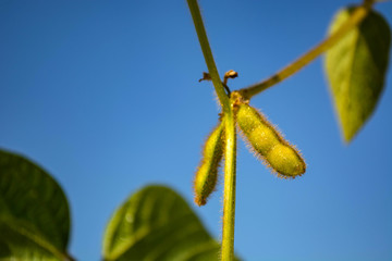 soybean pod filled with beans in a field against the sky