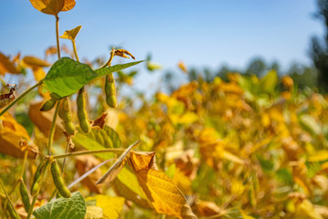 soybean pod filled with beans in a field against the sky