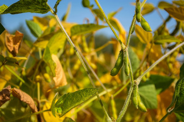 soybean pod filled with beans in a field against the sky
