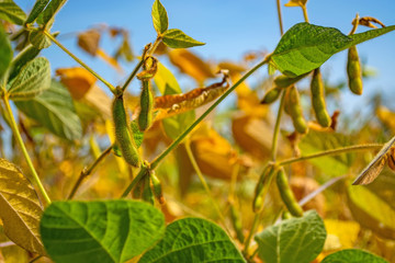 soybean pod filled with beans in a field against the sky