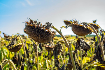 sunflowers in the phase of filling seeds, in a field, under a blue sky