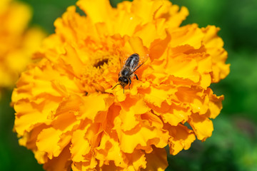Honey Bee on yellow flower collecting pollen