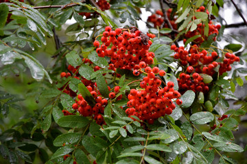 Rowan's bunch in the rain