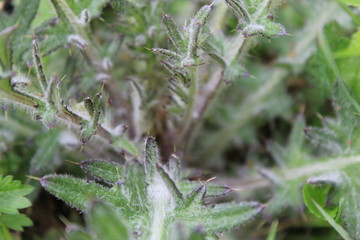 Nature