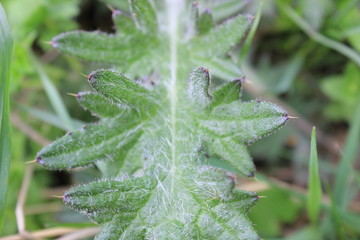 Nature