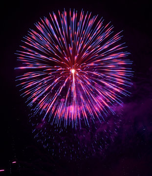 Vibrant pink, purple, and blue chrysanthemum firework exploding against a night sky during a firework display