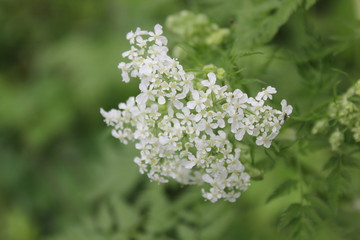 Nature