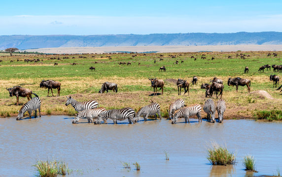 Zebra and wildebeest standing by a river, Kenya