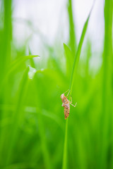 Closeup of Dragonfly baby nymph on the green leaf rice