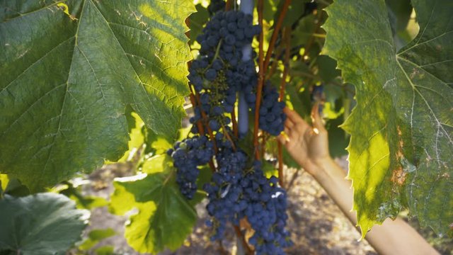 Farmer Inspecting His Ripe Wine Grapes Ready For Harvest. Eco farming