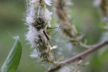 bee on a flower
