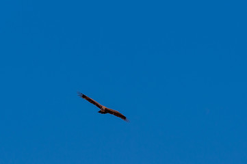 A White-headed vulture -Trigonoceps occipitalis- circling over Etosha National Park, Namibia.