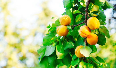 Close-up of apricots growing on a tree, Canada