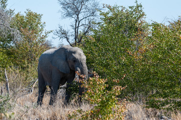 Close up of an African Elephant -Loxodonta Africana- browsing in the green bushes of Etosha national Park, Namibia.