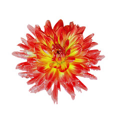 Deautiful flower of red dahlia isolated on a white background