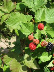Blackberry grows in the garden. Ripe and unripe blackberry on a background of berry bush. Natural pharmacy. Organic food. Pantry vitamins