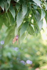 アブラゼミ Large Brown Cicada, Graptopsaltria nigrofuscata