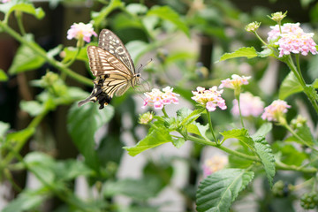 花にとまる蝶