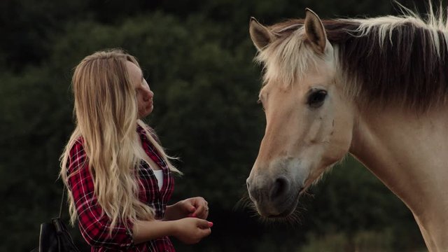 Detail of blonde girl feeding a big buckskin horse. Static