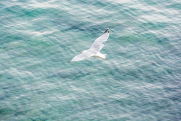 Seagull flies above sea, Solta, Croatia