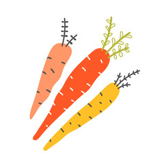 Handdrawn different color and shape colorful carrots, isolated element in scandinavian style. Sketch style red and yellow organic farm carrot, hand drawn illustration, good for sticker or print poster