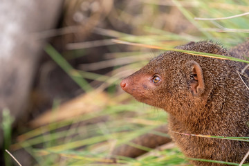 Common dwarf mongoose, Helogale parvula, close up portraits of head and body while resting near grass and on top of rock during summer.