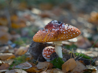 Poisonous Amanita muscaria mushroom grow up in a autumn forest.
