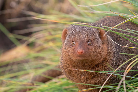 Common dwarf mongoose, Helogale parvula, close up portraits of head and body while resting near grass and on top of rock during summer.