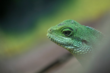 Close up portrait of a small lizards facial detail of eyes and skin patterns.