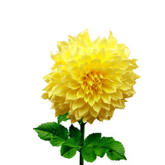 Yellow dahlia flower isolated on a white background