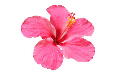 isolated​ Hibiscus flower on​ white​ background.​ pink  flower​ on​ white​ background.
