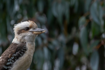 Kookaburra, Dacelo, large kingfisher perched on tree stump seen through leaves with green background during a sunny summers day.