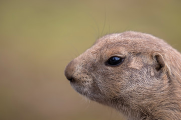 Prairie dogs, Cynomys, in group and individuals close up portraits displaying typical behaviour during a sunny summers day.