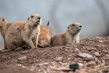 Prairie dogs, Cynomys, in group and individuals close up portraits displaying typical behaviour during a sunny summers day.
